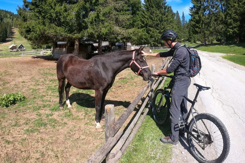 Pferde auf der Pokljuka-Hochebene